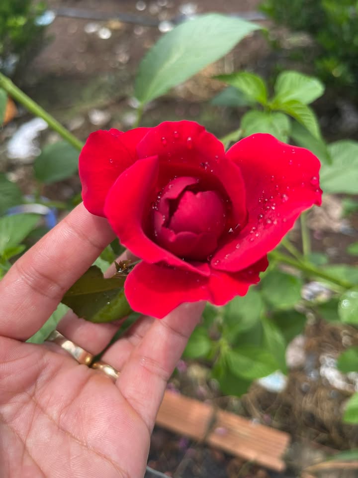 Đất nền Xuân Bắc, Xuân Lộc, 21600m² giá 1.8 tỷ - Cần bán gấp!