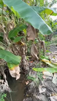 Đất thổ cư Thạnh Hòa, Cần Thơ 565m² - Tiềm năng phát triển kinh doanh lớn!