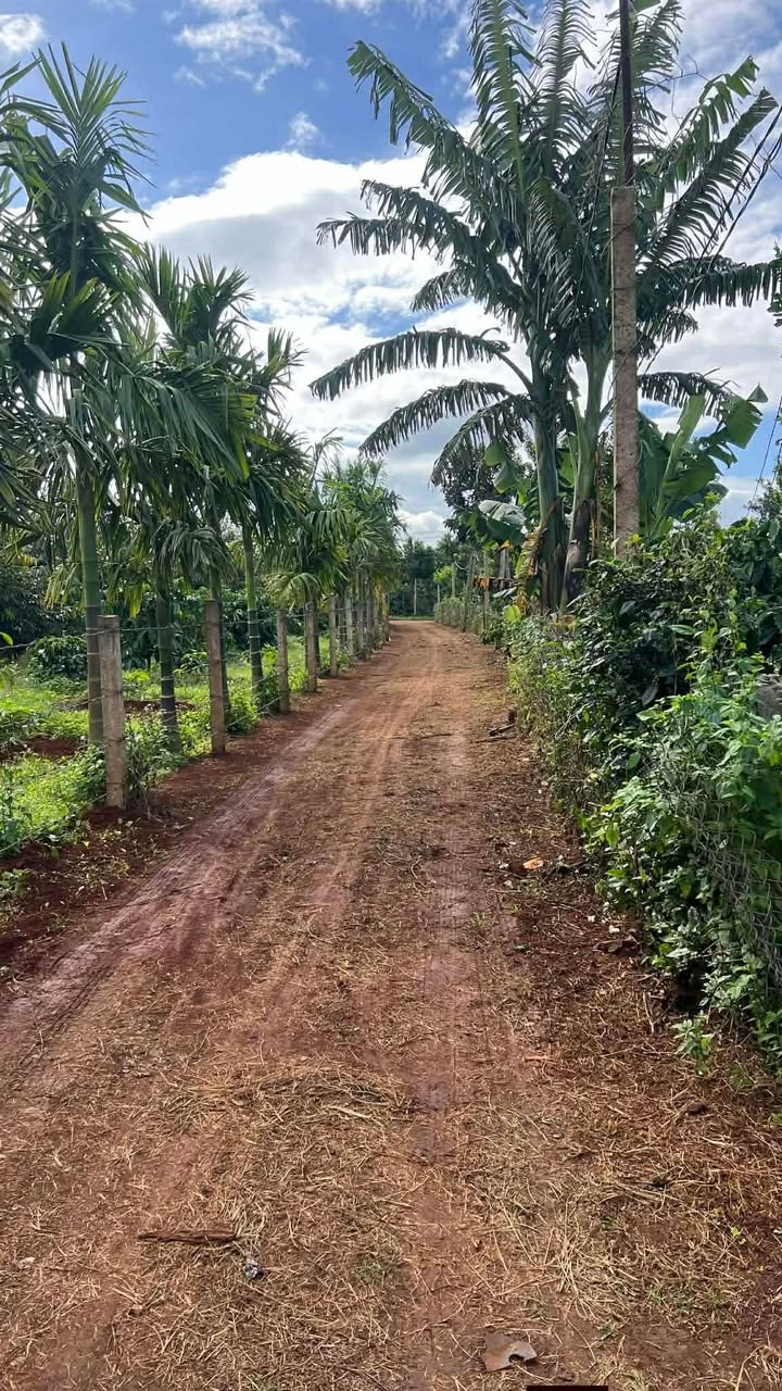 Farm 50.000m² tại Ea Hồ, Krông Năng - Đầy đủ cây trồng, giá chỉ 3.4 tỷ!