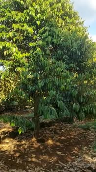 Farm mặt tiền Tân Phú, Đồng Nai - Cho thuê giá 1 triệu/tháng - Cơ hội tuyệt vời!