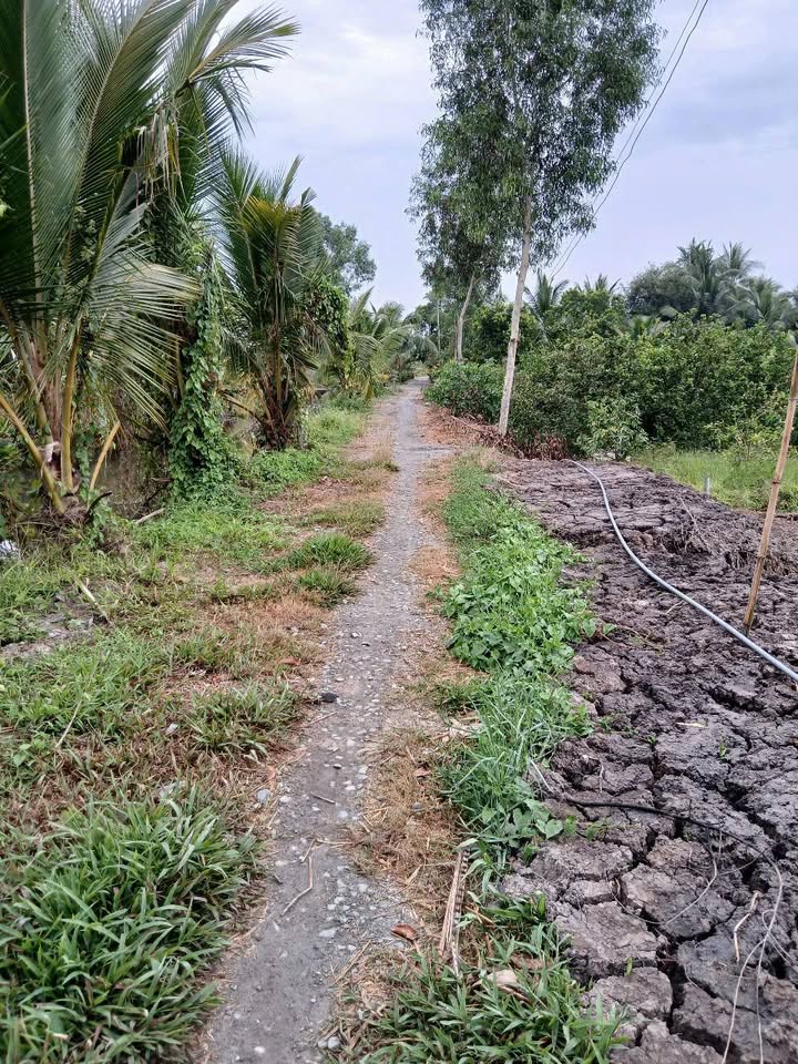 Đất vườn 1427m² tại Lương Hòa, Bến Lức giá 152 tỷ - Chủ cần bán gấp!