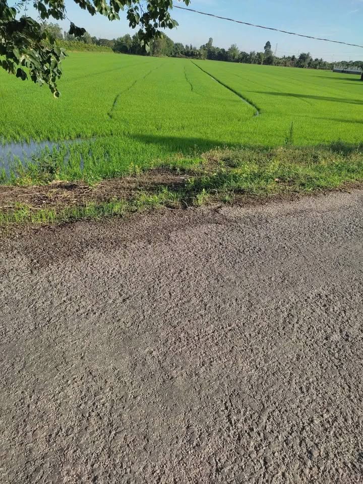 Đất nông nghiệp Thoại Giang, Thoại Sơn 143 công - Giá chỉ 21.45 tỷ chính chủ!