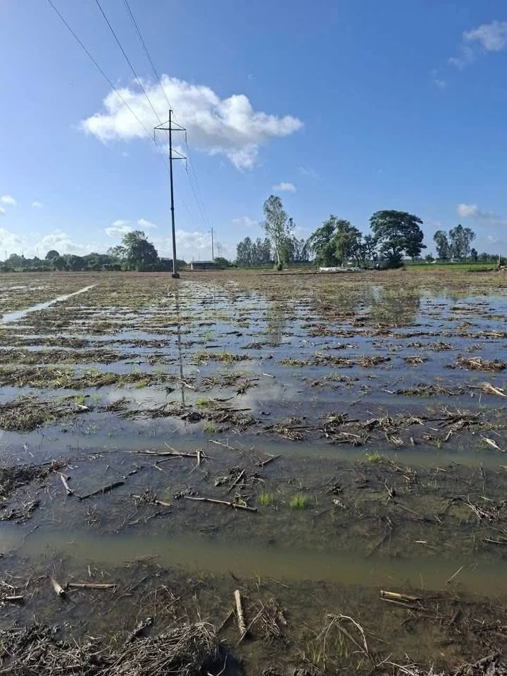 Đất ruộng 10 công tại An Thạnh Trung - Đầu tư sinh lời, giá chỉ 2.4 tỷ!