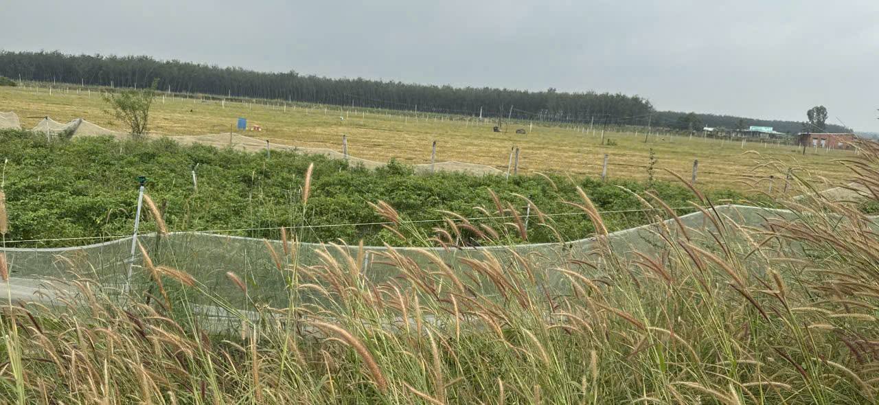 Đất ở xã Suối Đá, Tây Ninh 1925m² giá 2.5 tỷ - Tiềm năng đầu tư lớn!