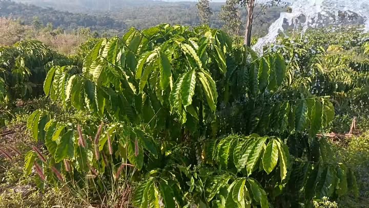 Đất Farm 4 Sào Cafe tại Ea Wer, Buôn Đôn - Giá chỉ 590 triệu, cơ hội đầu tư hấp dẫn!