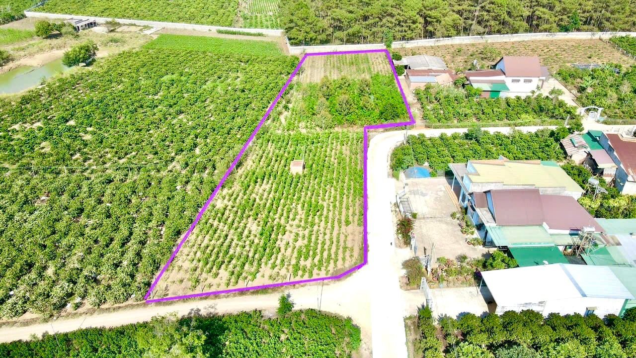 Đất sào Tam Bố Di Linh 3600m² giá 4.6 tỷ - Đầu tư sinh lời ngay!