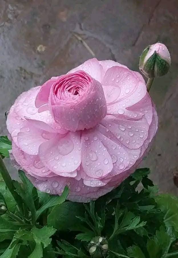 Đất nền Tân Phong, Thanh Hóa 106m² giá 1 tỷ - Kinh doanh sầm uất ngay trung tâm!