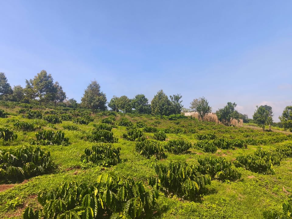 Đất nền 1,2ha Trần Quốc Toản, Lâm Hà - Giá thỏa thuận, sổ hồng chính chủ!