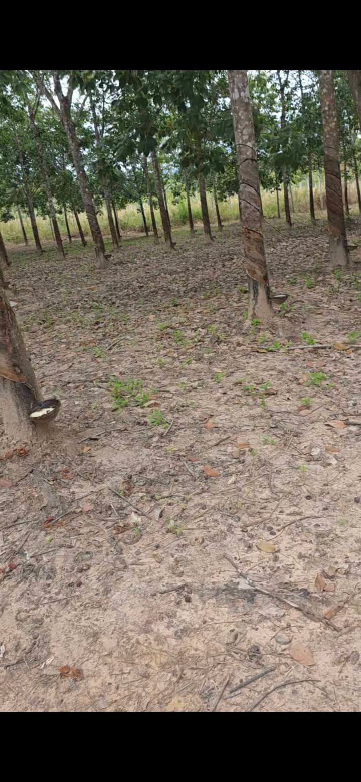 Farm 5,1ha xã Ia Mê, Chư Prông, Gia Lai giá 1.4 tỷ - Cơ hội đầu tư sinh lời!