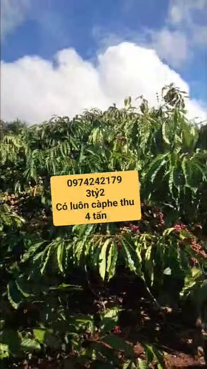 Farm 1ha tại Ea H'leo giá 3.2 tỷ - Đất bằng phẳng, cây cà phê trĩu quả!