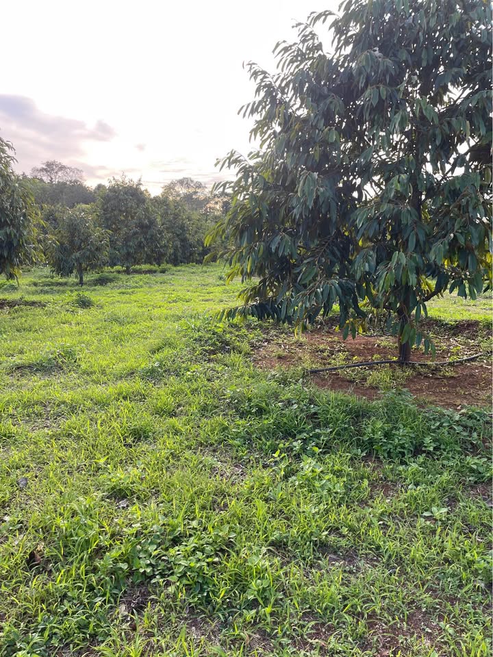 Đất vườn tại Ea Ral, Ea H'leo 25.200m² giá 1.9 tỷ - Sẵn sàng làm vườn!