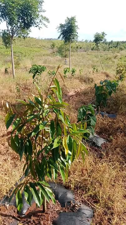 Đất cây lâu năm tại xã Ia Mơ, Chư Prông, Gia Lai 130.000m² - Giá chỉ 100 triệu VND