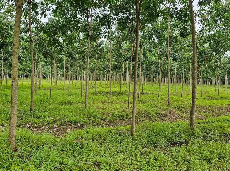 Đất farm 1.6ha tại Thiện Hưng, Bù Đốp, giá 2.5 tỷ - Tiềm năng đầu tư lớn!