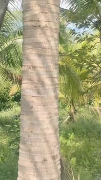 Đất nền Lâm Sơn, Ninh Sơn 1000m² giá 1.5 tỷ - Phong thủy tốt, cây trái sum suê!