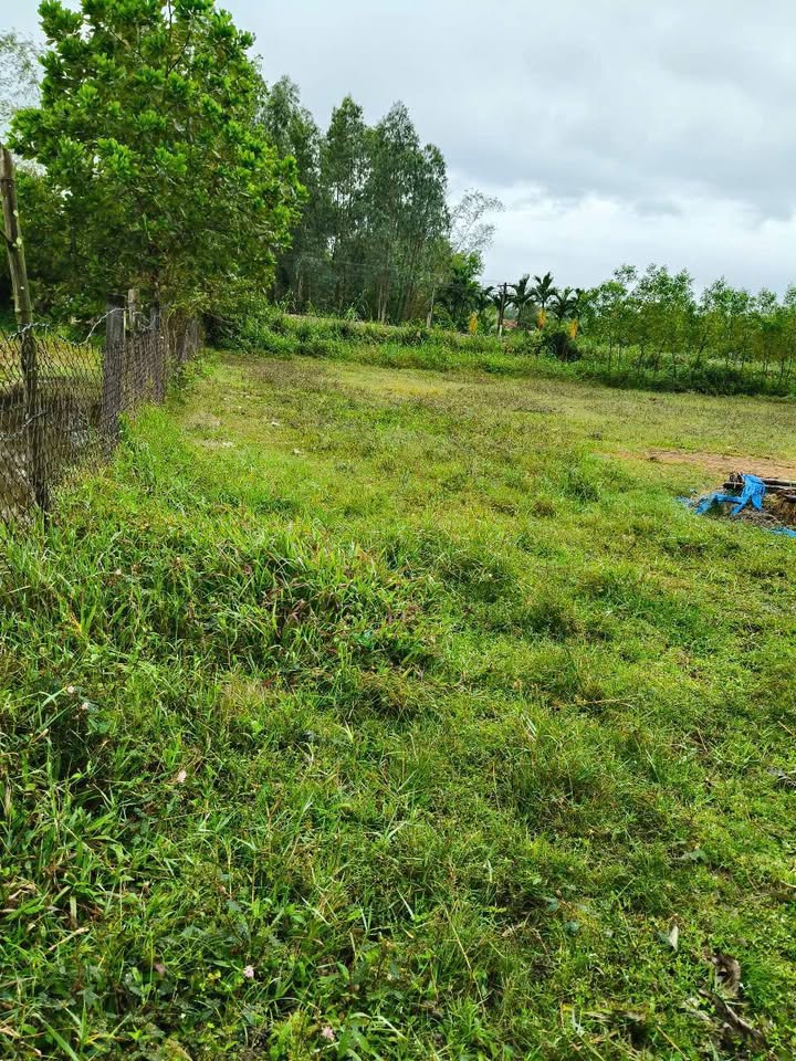 Đất thổ cư 250m² tại Phường Trà Câu, Đức Phổ - Giá chỉ 70 triệu - Cơ hội đầu tư tốt!