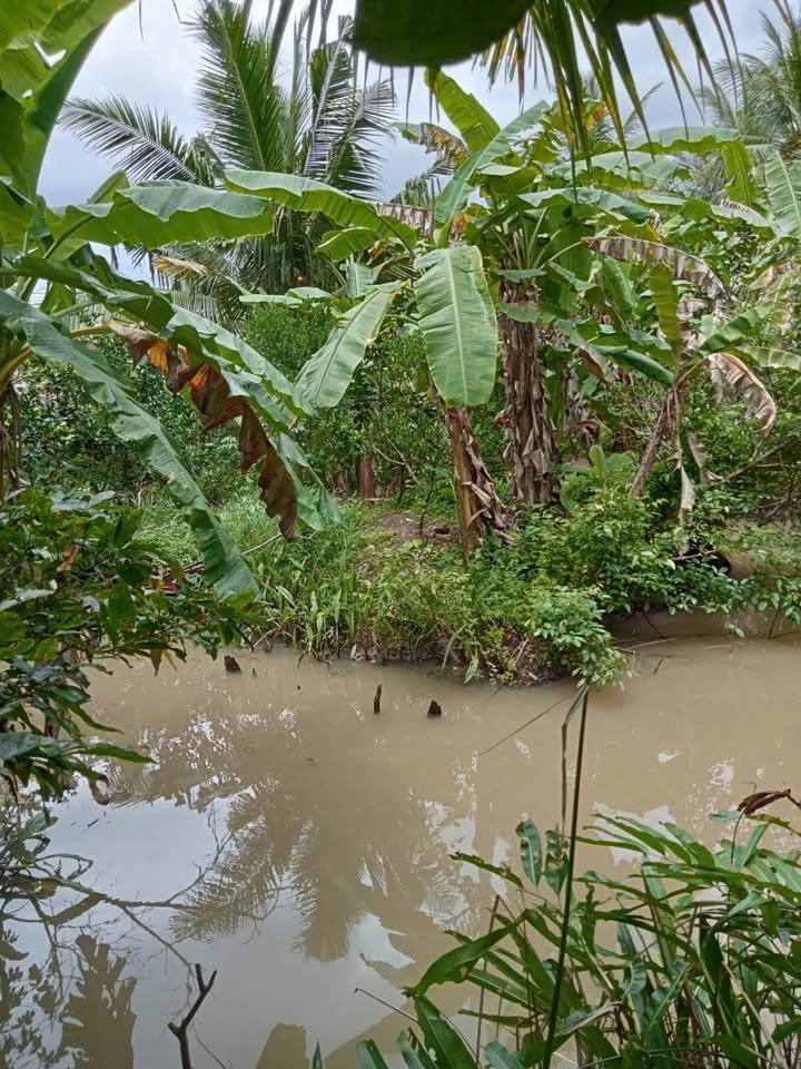 Đất vườn Quới Thành 12000m² giá 1.8 tỷ - Cơ hội đầu tư hấp dẫn!