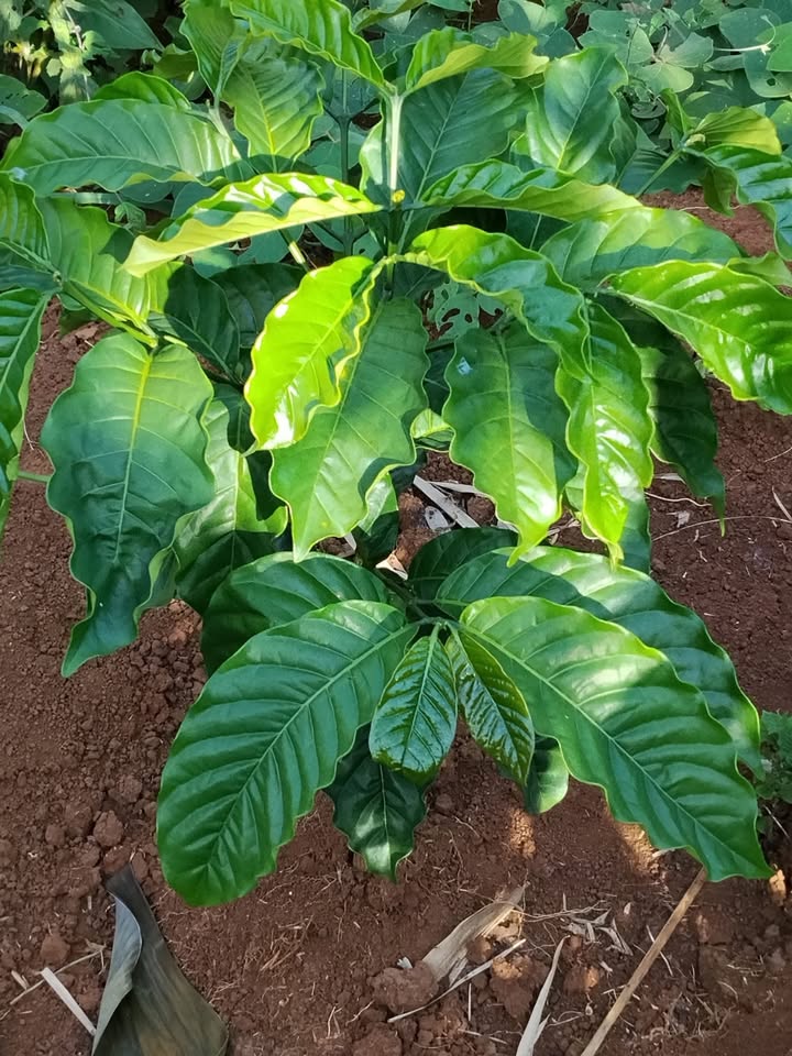 Đất nền 10.000m² tại Quảng Tâm, Tuy Đức - Giá chỉ 1 tỷ, cơ hội đầu tư hấp dẫn!