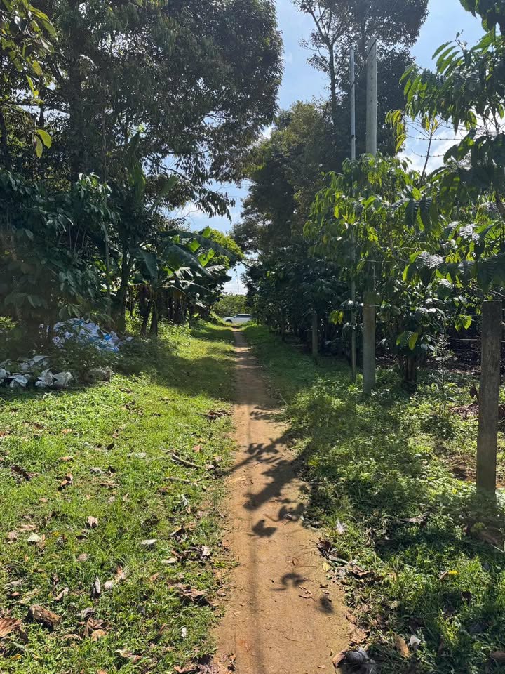 Đất nền Lộc Đức Bảo Lâm 500m² giá 800 triệu - Sổ đỏ chính chủ, thổ cư 100%!