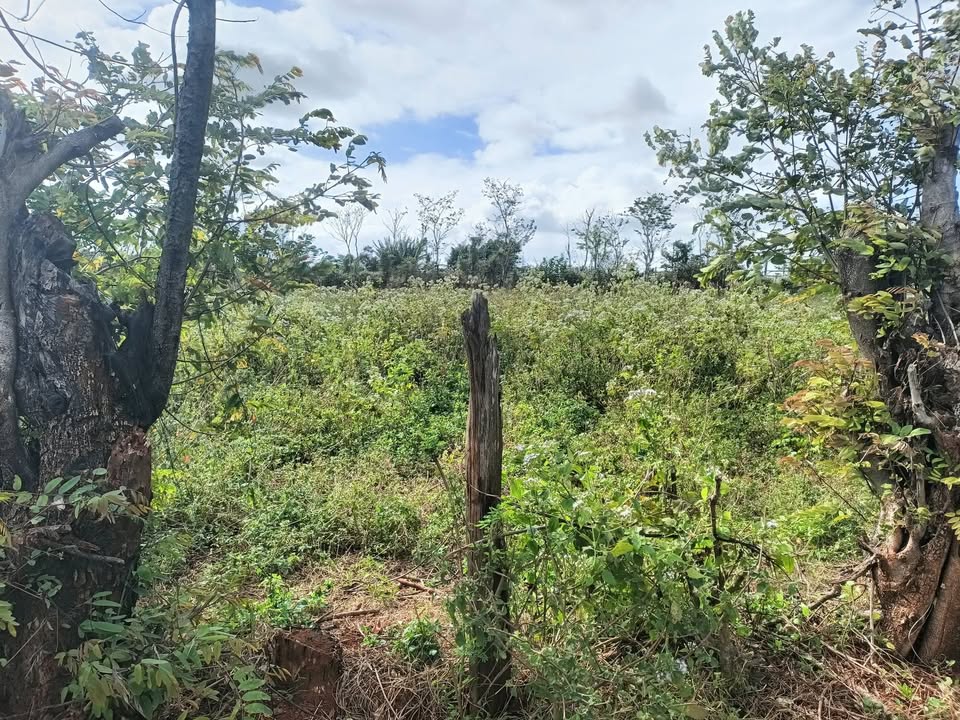 Đất nền 530m² tại Nhơn Hòa, Chư Pưh - Giá chỉ 399 triệu VND, sổ hồng chính chủ!