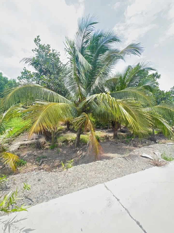 Đất vườn Bến Lức Long An 1000m² giá chỉ 890 triệu - Cơ hội đầu tư tuyệt vời!