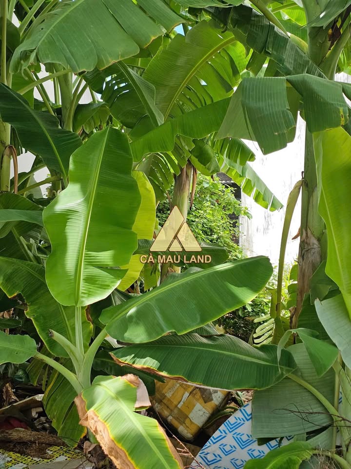 Đất nền Trần Bình Trọng, Cà Mau 64m² giá chỉ 1,5 tỷ - Cơ hội đầu tư tuyệt vời!