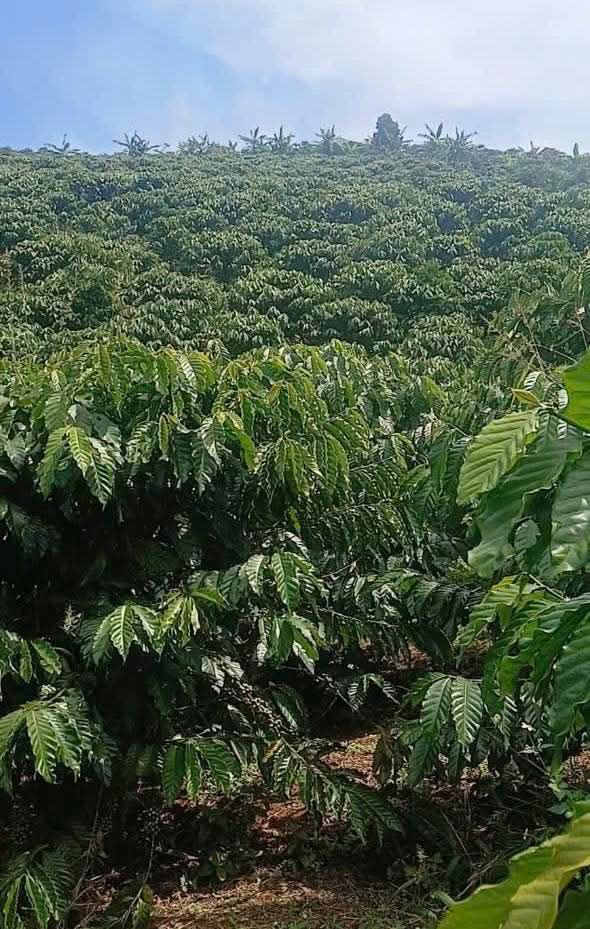 Đất nền 900m² Tân Lâm Bảo Lâm giá 4.5 tỷ - Sổ đỏ chính chủ!