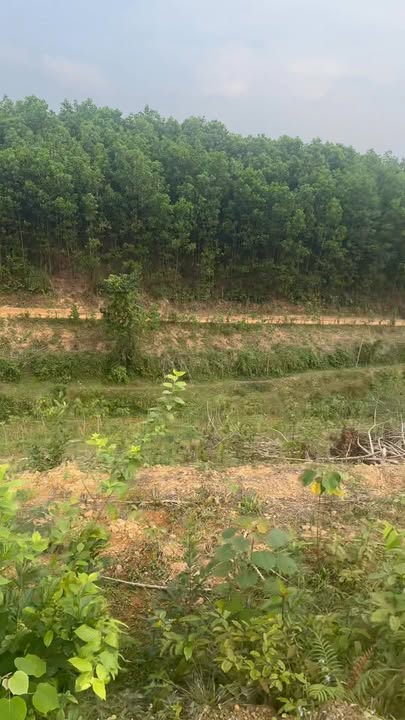 Đất rừng sản xuất và thổ cư 2ha tại Yên Thủy, Hòa Bình - Giá 3.5 tỷ, đầu tư sinh lời!