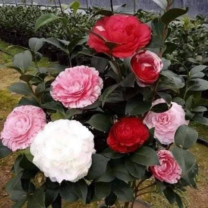 Đất nền Tiên Nha, Lục Nam, Bắc Giang 326m² giá 700 triệu - Sổ đỏ chính chủ