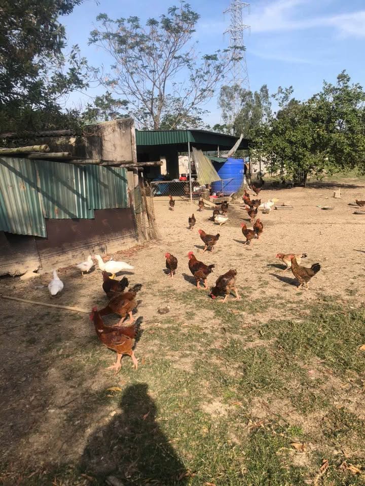 Trang trại tổng hợp Đông Yên, Đông Sơn 12.493m² giá 3.5 tỷ - Đầu tư sinh lời ngay!