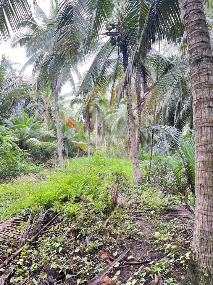 Đất vườn Dừa Thuận Điền Giồng Trôm 4.300m² giá 1.662 tỷ - Đầu tư sinh lời lý tưởng!