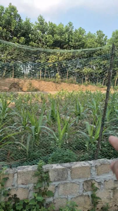 Đất thổ cư 2144m² tại Cao Dương, Phú Thọ - Giá chỉ 4.29 tỷ, đầu tư sinh lời!