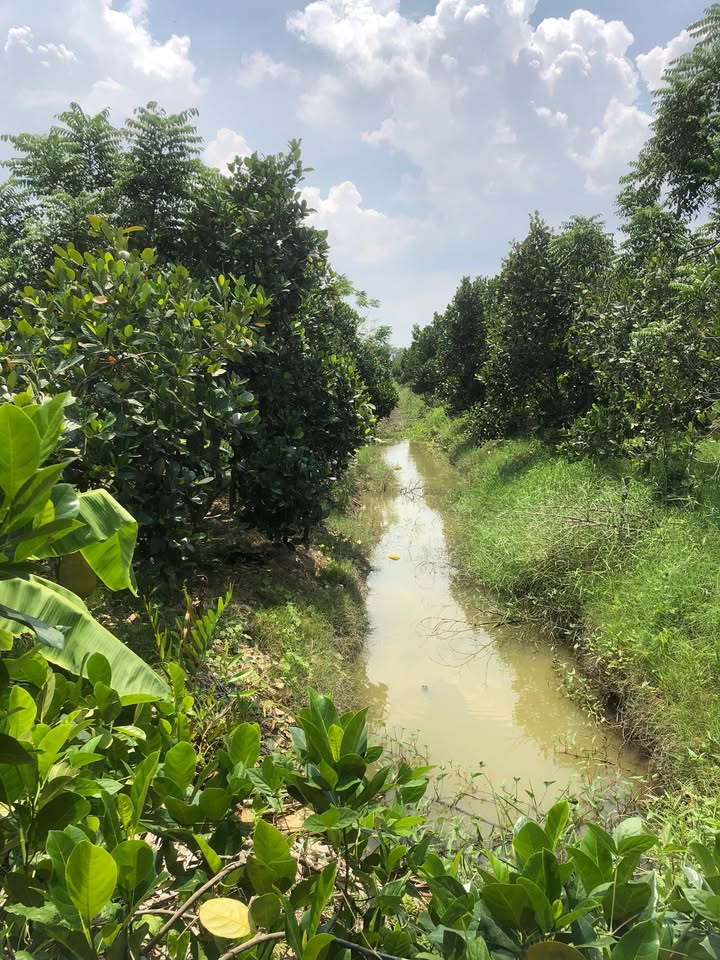 Farm cho thuê 27 công tại xã Mỹ Trung, Cái Bè - Tiềm năng trồng sầu riêng