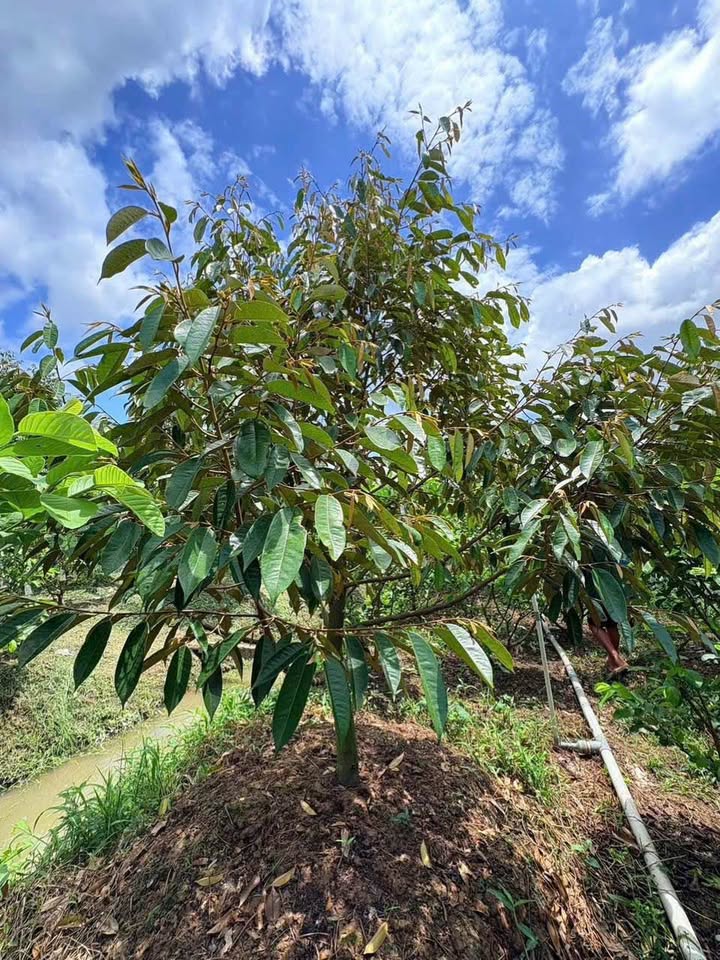 Đất vườn 2 mặt tiền Tân Thanh Cái Bè 4500m² - Giá chỉ 4 tỷ hấp dẫn!