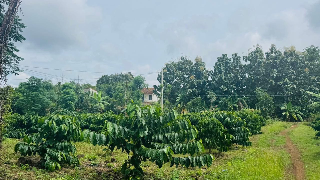 Đất nông nghiệp Trúc Sơn, Cư Jút, Đắk Nông 20.000m² giá chỉ 399 triệu - Đầu tư sinh lời ngay!