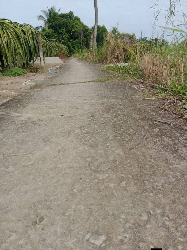 Đất vườn 1743m² xã Phú Ngãi Trị, Châu Thành, Long An - Giá chỉ 499 triệu