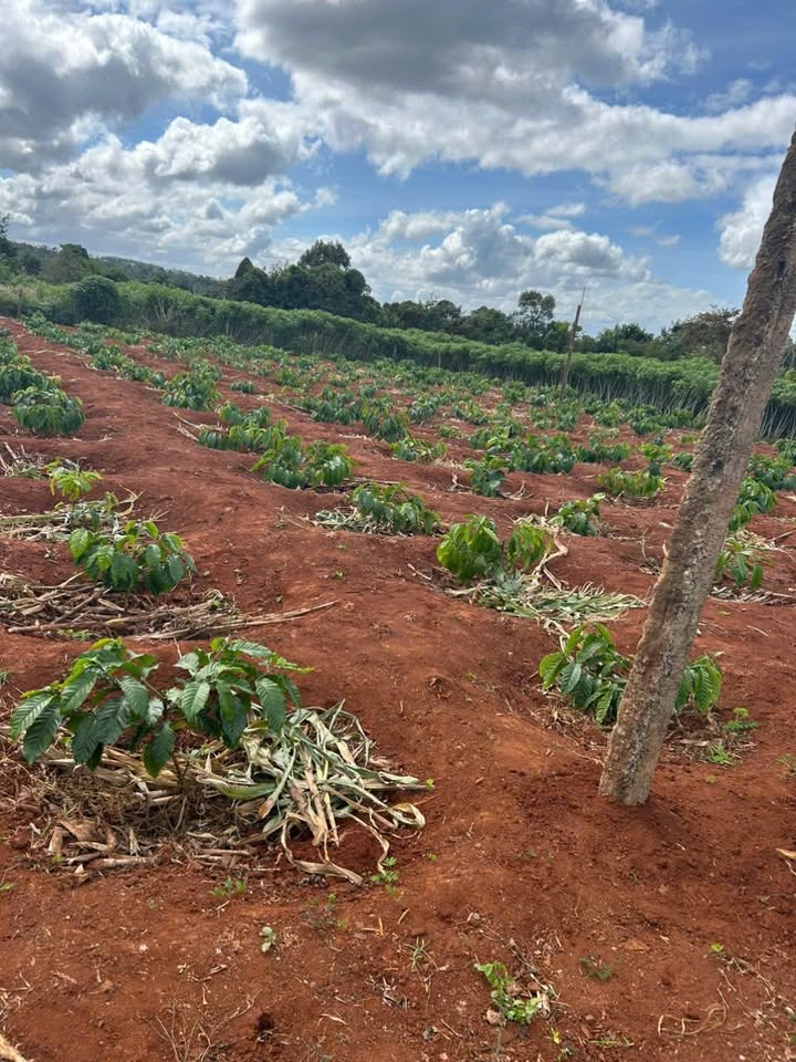 Đất nền Cư Suê 3600m² giá 600 triệu - Chính chủ cần bán gấp!