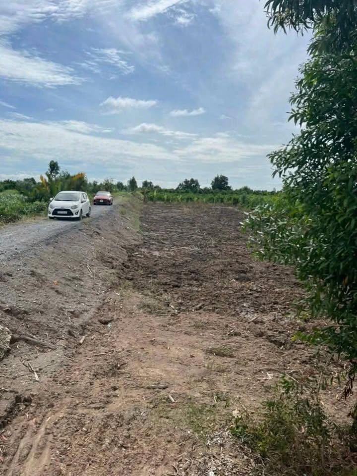 Đất vườn thổ cư Bến Lức 553m² giá 1.25 tỷ - Cơ hội đầu tư hiếm có!