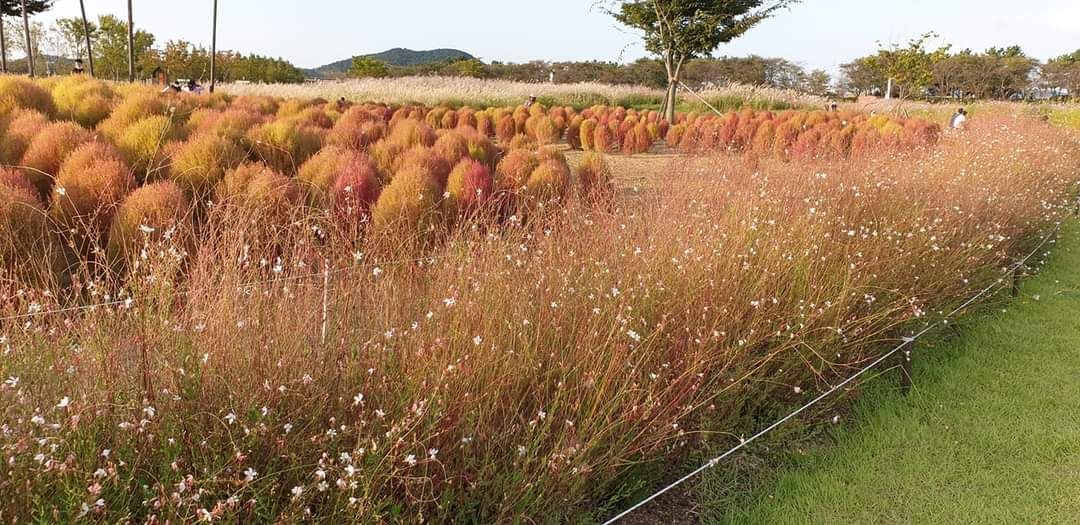 Đất thổ cư xã Tây Sơn 175m² giá 500 triệu - Đầu tư sinh lời ngay!