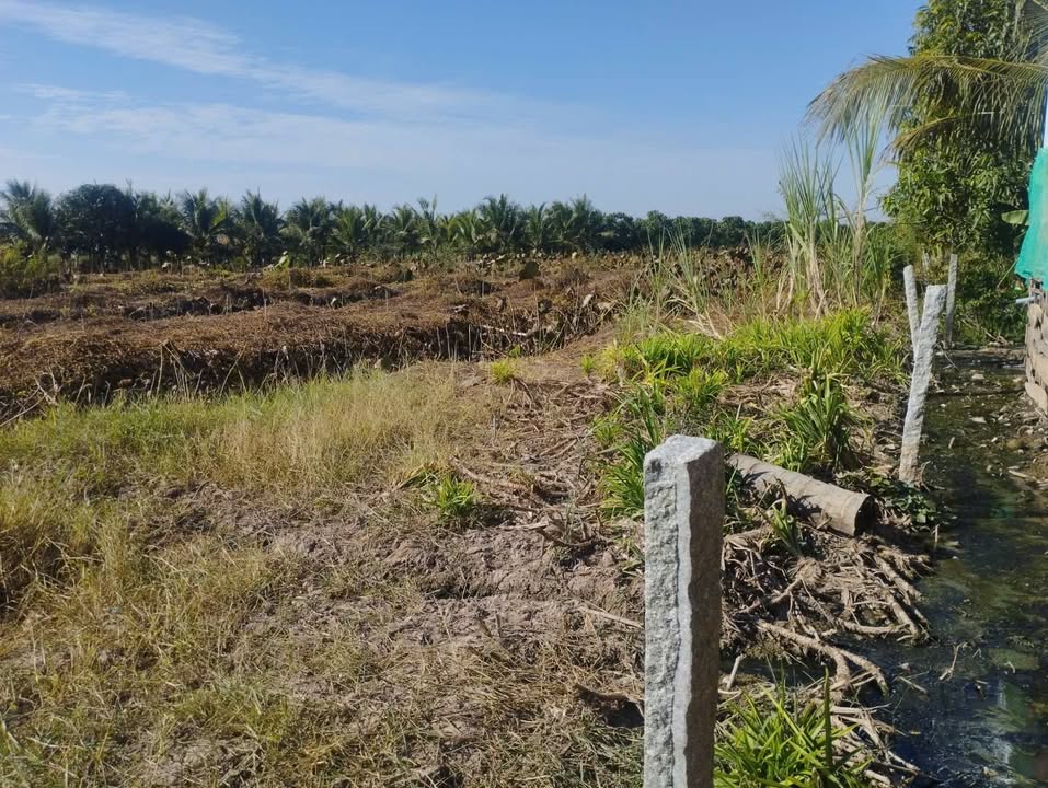 Bán đất ruộng Tân An, Tân Châu, An Giang 7.300m² - Sổ hồng chính chủ, sang tên nhanh!