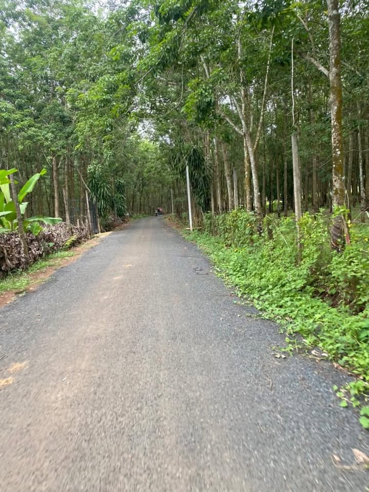 Đất nền Lộc Thuận 1023m² giá chỉ 220 triệu - Sổ đỏ chính chủ, đầu tư sinh lời!