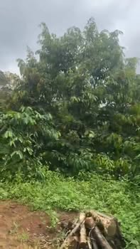 Farm Đắk Nông 1.1ha giá 3.3 tỷ - Đất đẹp, vị trí thuận lợi!