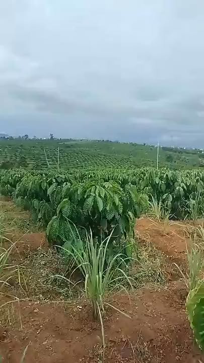 Đất nông nghiệp Đăk Hà 2520m² giá 1 tỷ - Cơ hội đầu tư tuyệt vời!