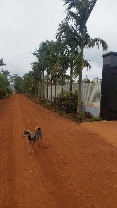 Đất nền Cư Bao, Buôn Hồ 260m² giá chỉ 289 triệu - Cơ hội đầu tư hấp dẫn!