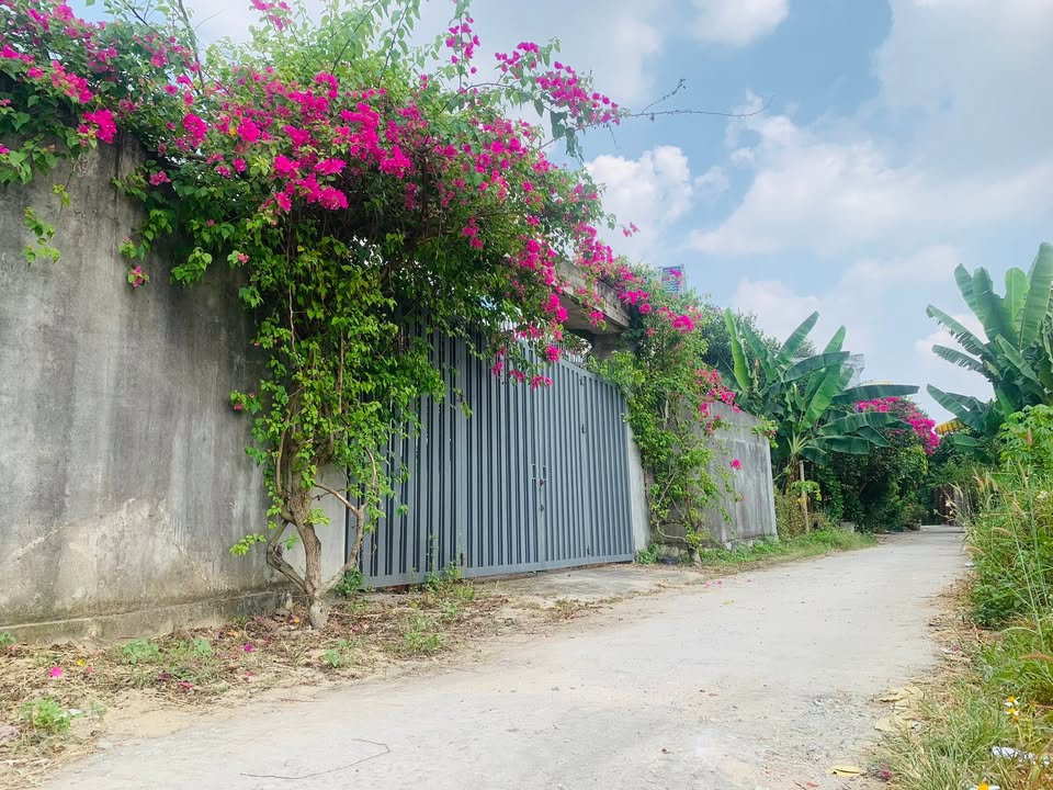 Đất Phú Lợi Thủ Dầu Một 900m² giá 1 triệu/m² - Bán gấp trước Tết!