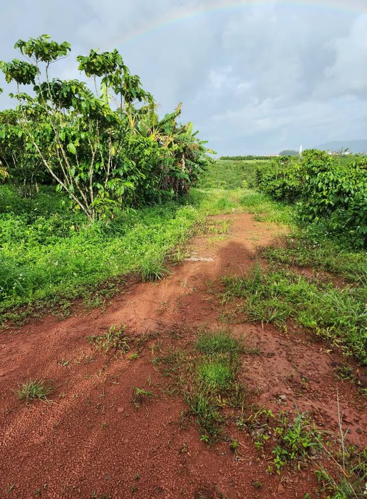 Đất thổ cư 4xào tại thôn 7 Lộc Ngãi, Bảo Lâm - Giá chỉ 1.8 tỷ, đầu tư sinh lời cao!