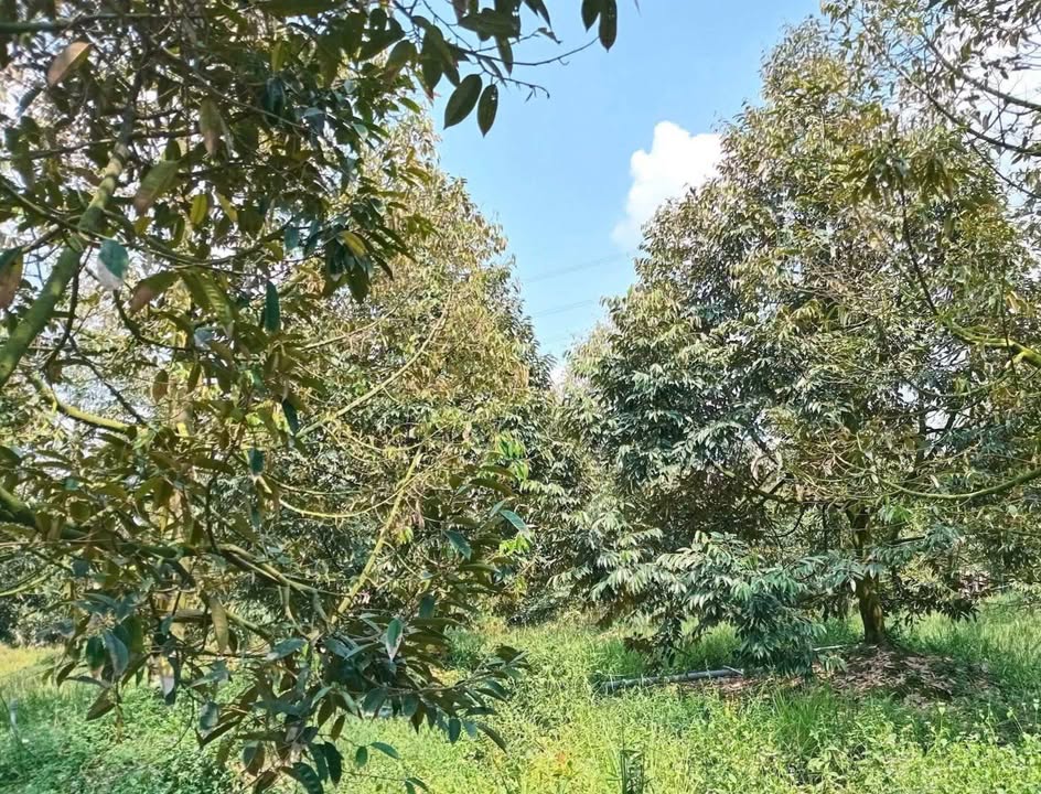 Đất vườn Sầu Riêng 4,6 công tại Mỹ Đức Tây, Cái Bè - Giá mềm chỉ 2.392 tỷ!