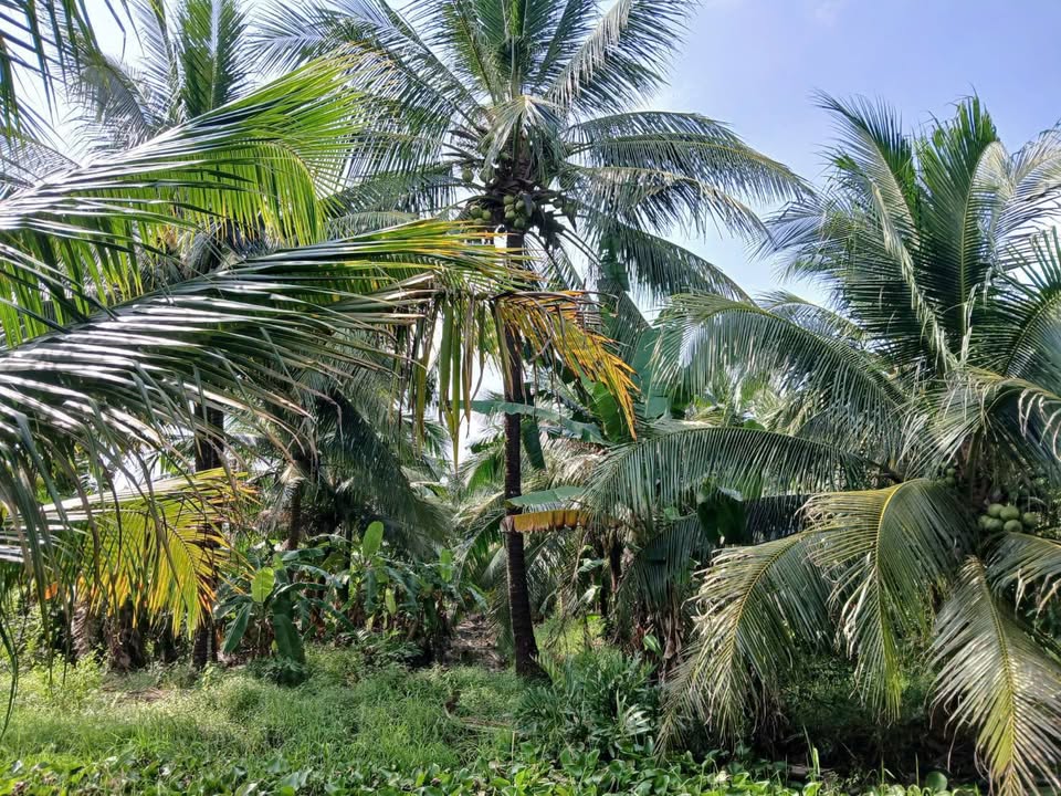 Đất vườn tại Nguyệt Hóa Vĩnh Long 1000m² giá 699 triệu - Cơ hội đầu tư hấp dẫn!