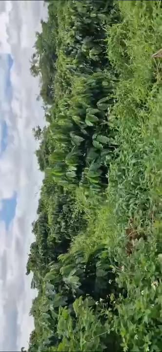 Đất nền 30.000m² tại Trương Định, Pleiku - Giá chỉ 7 tỷ VND!