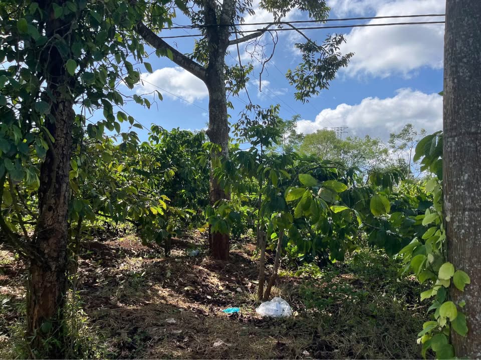 Đất 2 sào mặt tiền đường nhựa phường Ea Kao, giá 900 triệu - Cơ hội đầu tư hấp dẫn!