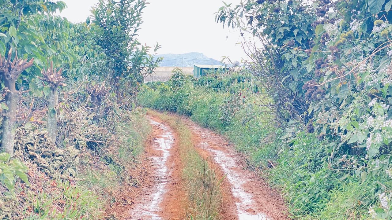 Đất nền 1350m² tại Liên Hiệp, Đức Trọng - Cơ hội đầu tư tuyệt vời chỉ 950 triệu!